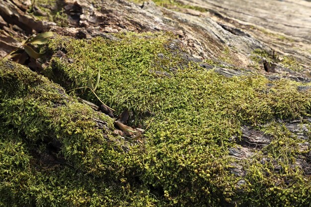 Novas formas de vida no ecossistema de madeira morta