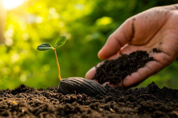 Novas plantas de vida crescendo a partir de sementes em solo fértil e mãos de agricultores cuidando das plantas