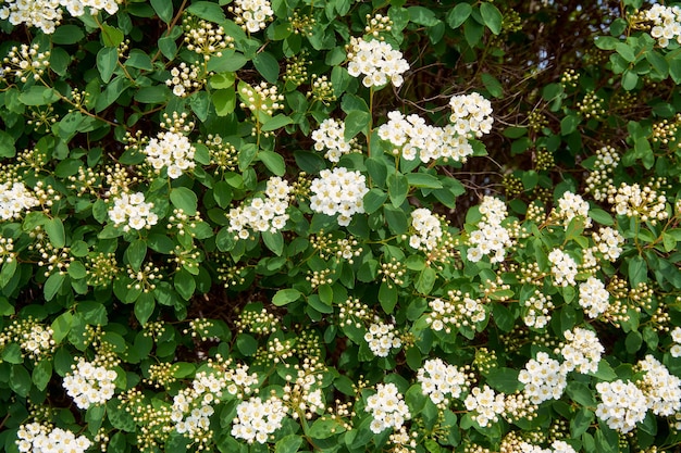 Foto la novia floreciente es un arbusto floreciente sin pretensiones de wangutta spirea