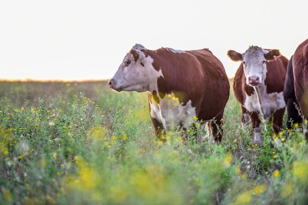 Novilhos e novilhas criados com pasto natural Produção de carne argentina