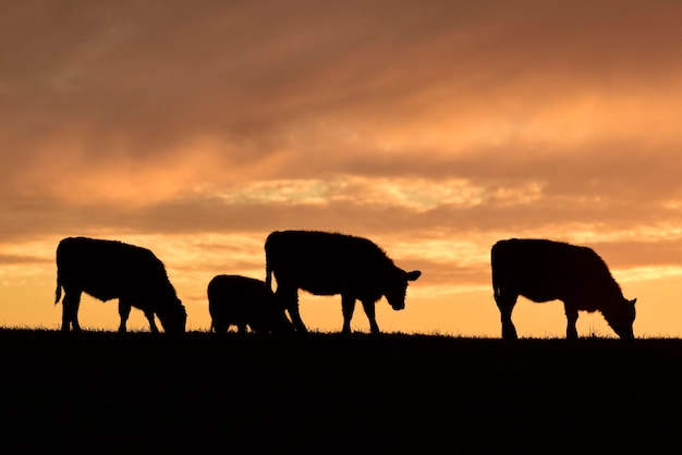 Novillos alimentados con pasto natural Pampa Argentina