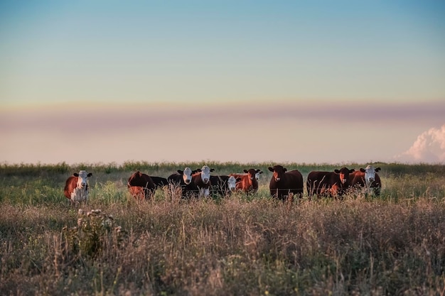 Novillos y vaquillas criados con pasto natural Producción cárnica argentina