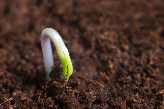 Novo começo de vida. Novos começos. Germinação de plantas no solo.