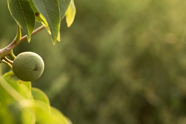 Noz pendurada em uma árvore com folhas Indústria agronômica agrícola