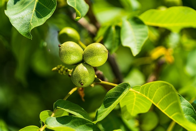 Noz verde em um galho de árvore Fundo de folhas verdes e nozes Dia ensolarado de primavera Noz crua Nozes em uma casca verde Nogueira cresce esperando para ser colhida