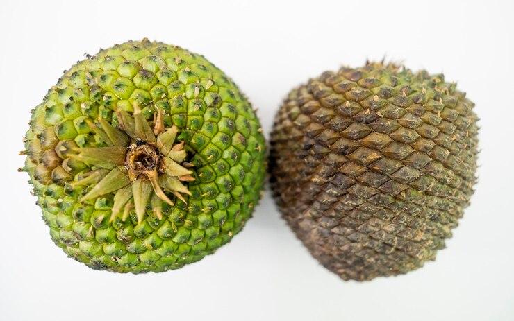 Foto nozes de pinheiro e cones de pinheiro beleza natural do brasil