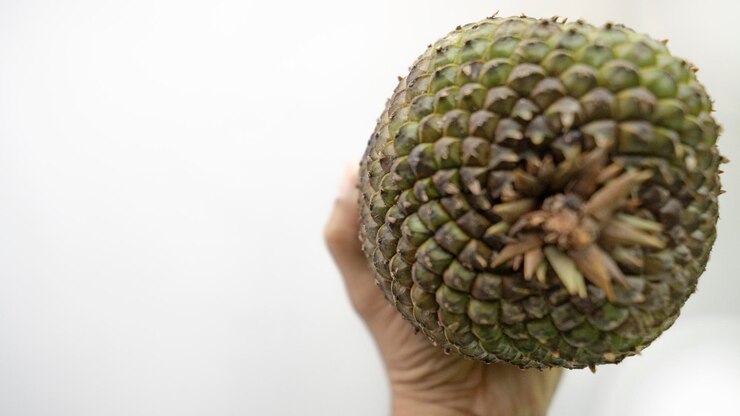 Foto nozes de pinheiro e cones de pinheiro beleza natural do brasil