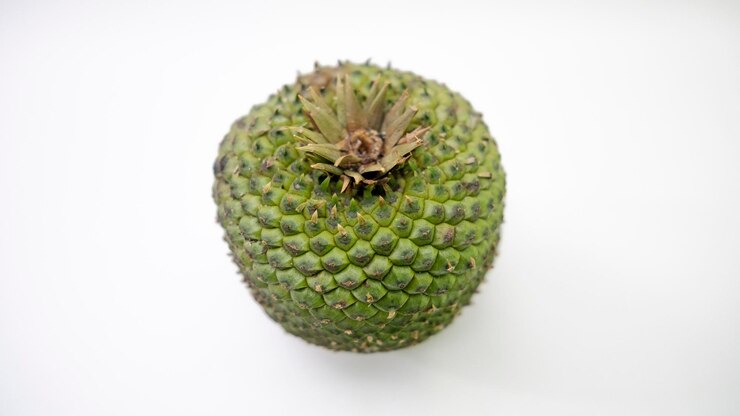 Foto nozes de pinheiro e cones de pinheiro beleza natural do brasil