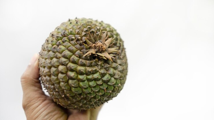 Foto nozes de pinheiro e cones de pinheiro beleza natural do brasil