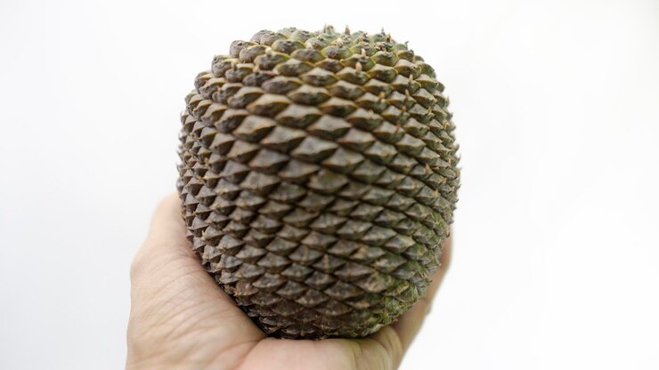 Foto nozes de pinheiro e cones de pinheiro beleza natural do brasil