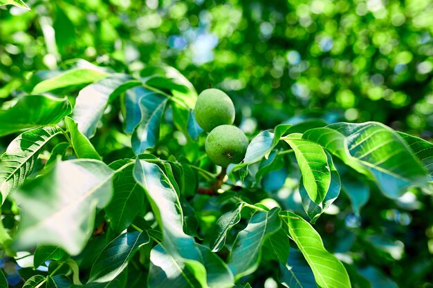 Nozes prontas para a colheita da árvore, fundo de folhas verdes, close-up, conceito de cultivo