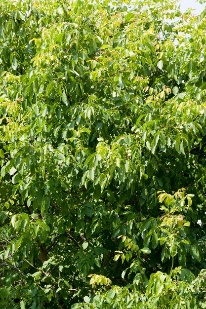 Nozes verdes verdes no verão