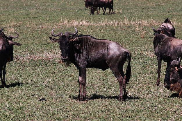 Ñu en safari en kenia y tanzania, áfrica