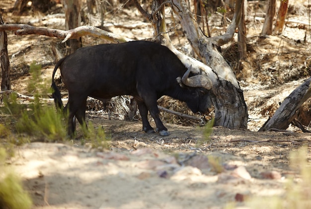 El ñu solitario Disparo de un ñu en las llanuras de África