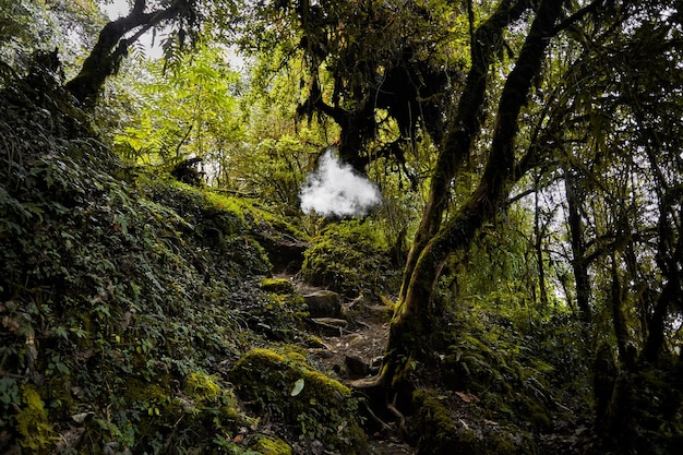 Nube de bellas artes en la jungla