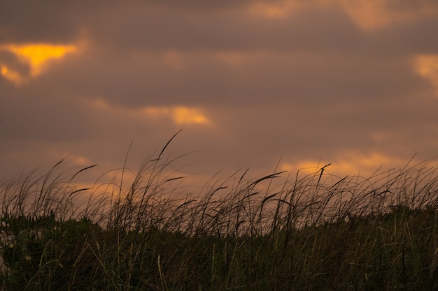 nubes al atardecer en un campo ventoso