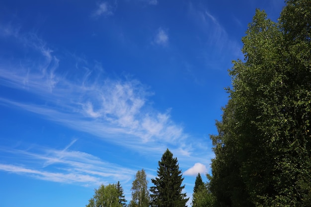 Nubes altas en el cielo de verano. Fondo del cielo. Observaciones meteorológicas del cielo.