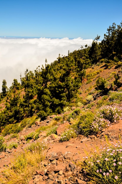 Nubes altas sobre el bosque de árboles de cono de pino en la isla de Tenerife