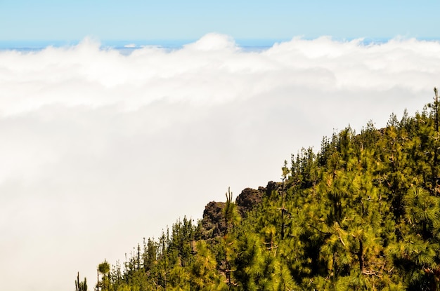 Nubes altas sobre el bosque de árboles de cono de pino en la isla de Tenerife