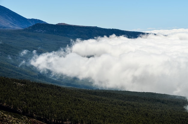 Nubes altas sobre el bosque de árboles de cono de pino en la isla de Tenerife