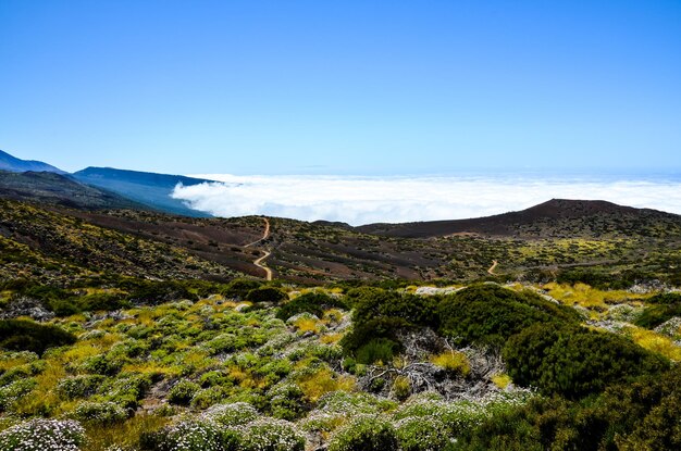 Nubes altas sobre el bosque de árboles de cono de pino