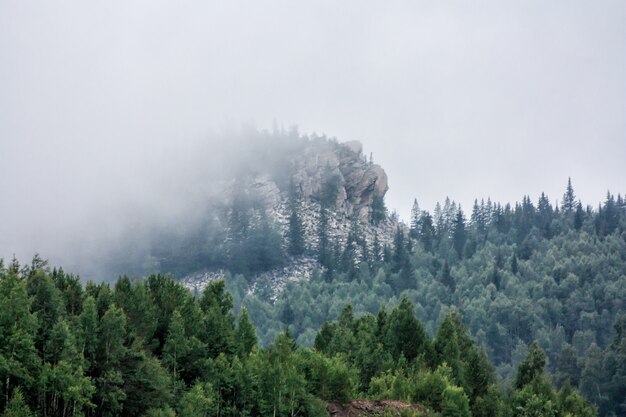 Nubes bajas en un bosque de montaña