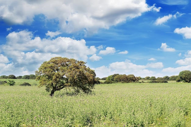 Nubes blancas y árbol verde