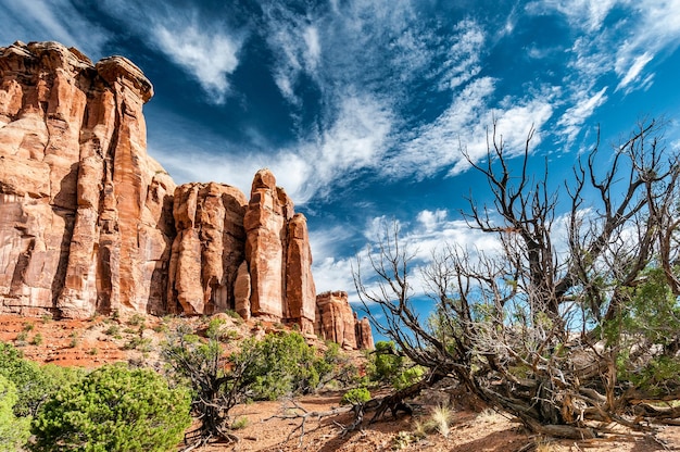 Nubes blancas, cielo azul, arbustos y madera muerta, acantilados y rocas rojas en el Monumento Nacional de Colorado