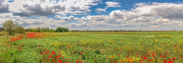 Nubes blancas en el cielo azul sobre el campo de amapolas en un soleado día de primavera