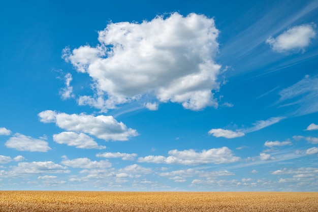 Nubes blancas en el cielo azul sobre un campo de trigo Cielo azul nublado sobre un campo de trigo maduro en verano