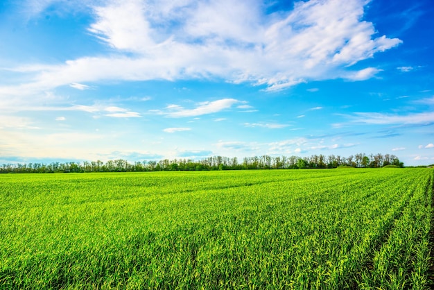 Nubes blancas sobre el campo con hierba verde fresca en primavera