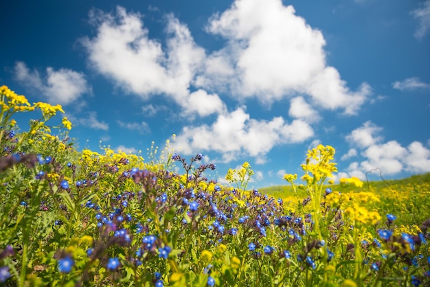 nubes en un cielo azul y un campo verde fresco con flores en primavera