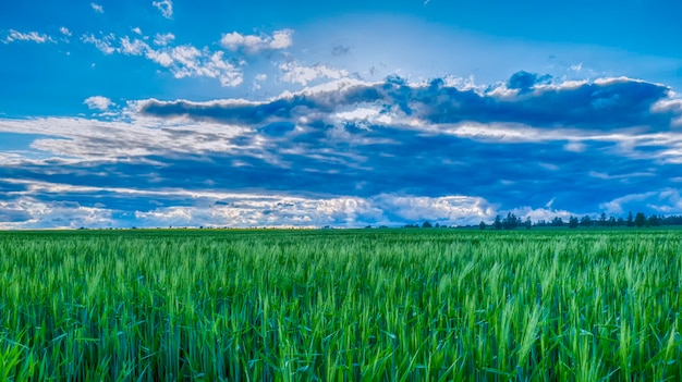 Nubes en el cielo azul sobre el campo de mijo