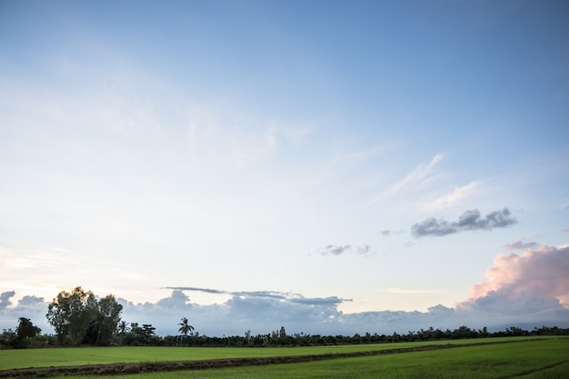 Nubes y hermoso cielo Rice Fields