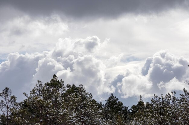 Foto nubes negras y blancas en el cielo antes de una tormenta con siluetas de árboles en primer plano