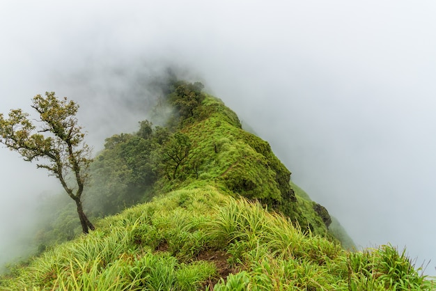 Nubes de niebla cubren la cresta de la montaña verde