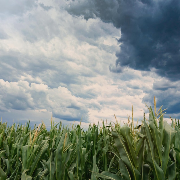 Nubes de tormenta sobre campos de maíz