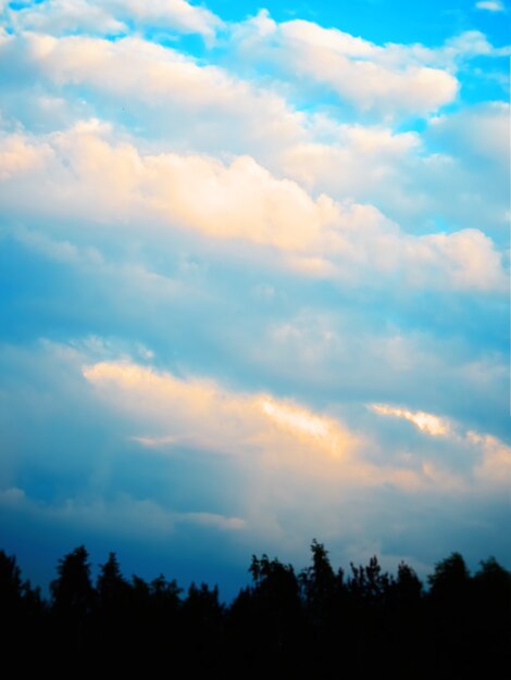 Nubes verticales sobre el fondo del bosque de sombra