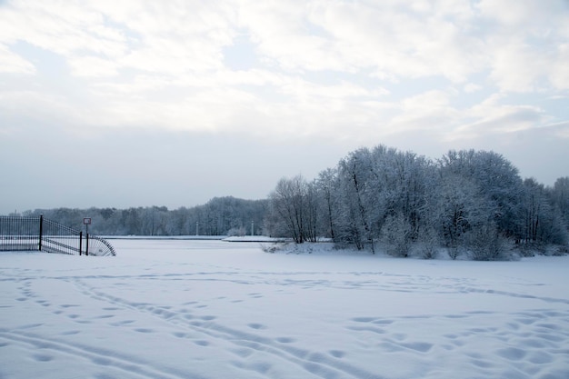 Nublado, dia de inverno no parque. Vistas panorâmicas de árvores cobertas de neve e um lago coberto de neve.