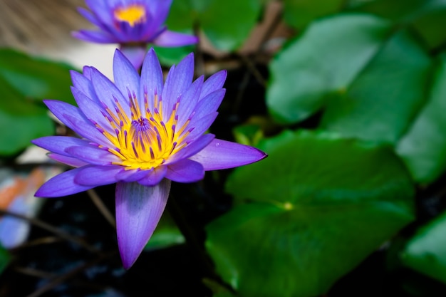 Foto núcleo de loto púrpura amarillo sobre hojas verdes