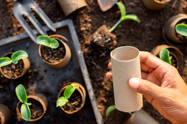 Núcleo de papel higiénico en la mano de un hombre para usar como pozo de vivero de plántulas, idea de reutilización.