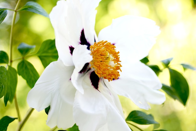 El núcleo de una peonía abierta con forma de árbol. Primavera flor fresca y fragante Flor delicada de hermosa flor de boda.