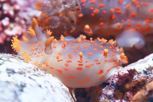 nudibranquio almeja foto submarina macro