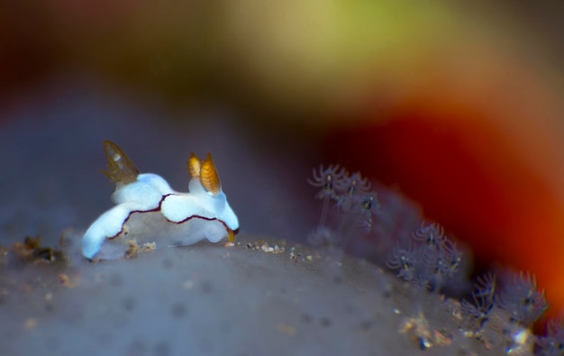 Nudibrânquio (lesma do mar) - Trapania caerulea. Vida macro subaquática de Tulamben, Bali, Indonésia.