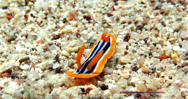 Nudibranquio rayado - Chromodoris quadricolor. Babosa de mar en el Mar Rojo, Eilat, Israel