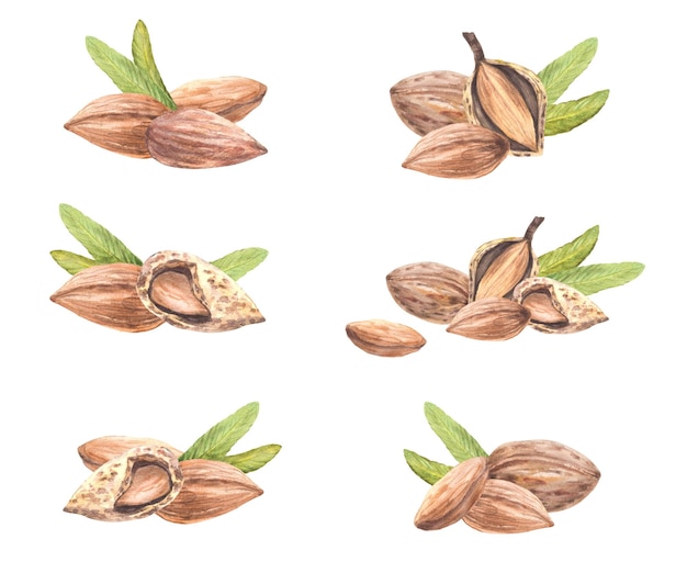 Nueces de almendra peladas y en la cáscara de nuez frutas de piedra con hojas acuarela bocadillos veganos comida preparada a mano