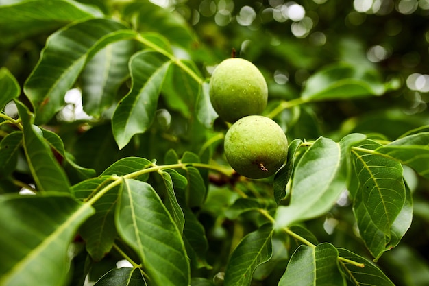 Nueces en el árbol