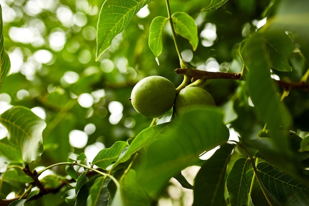 Nueces en el árbol