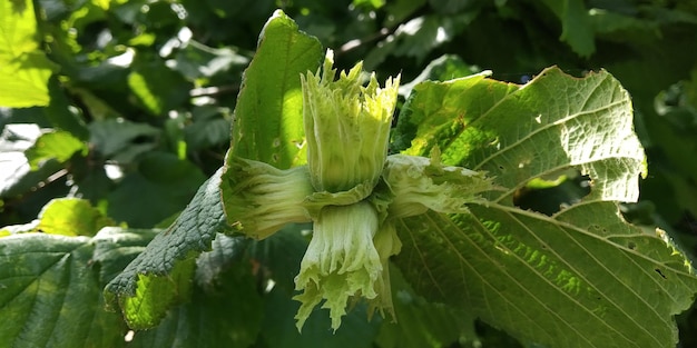 Foto nueces de avellana en ramas de árboles