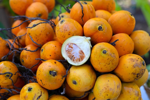 Nueces de betel en el fondo del jardín.